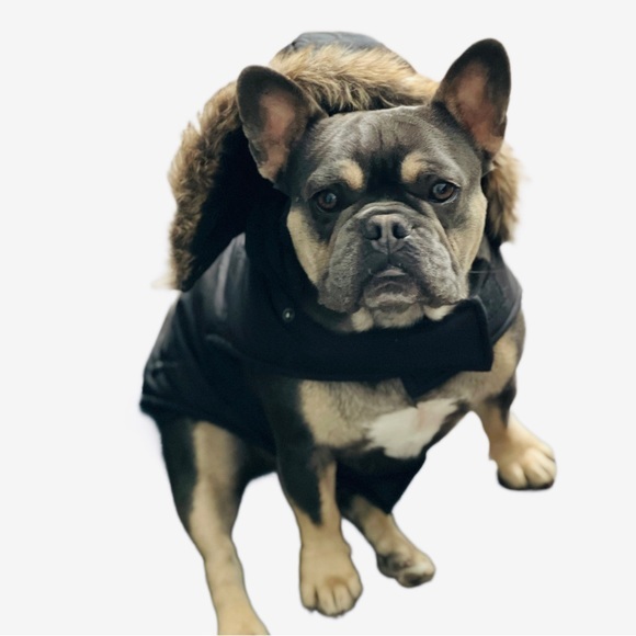 wag n woof Other - WAG N WOOF hooded dog winter/snow jacket|large